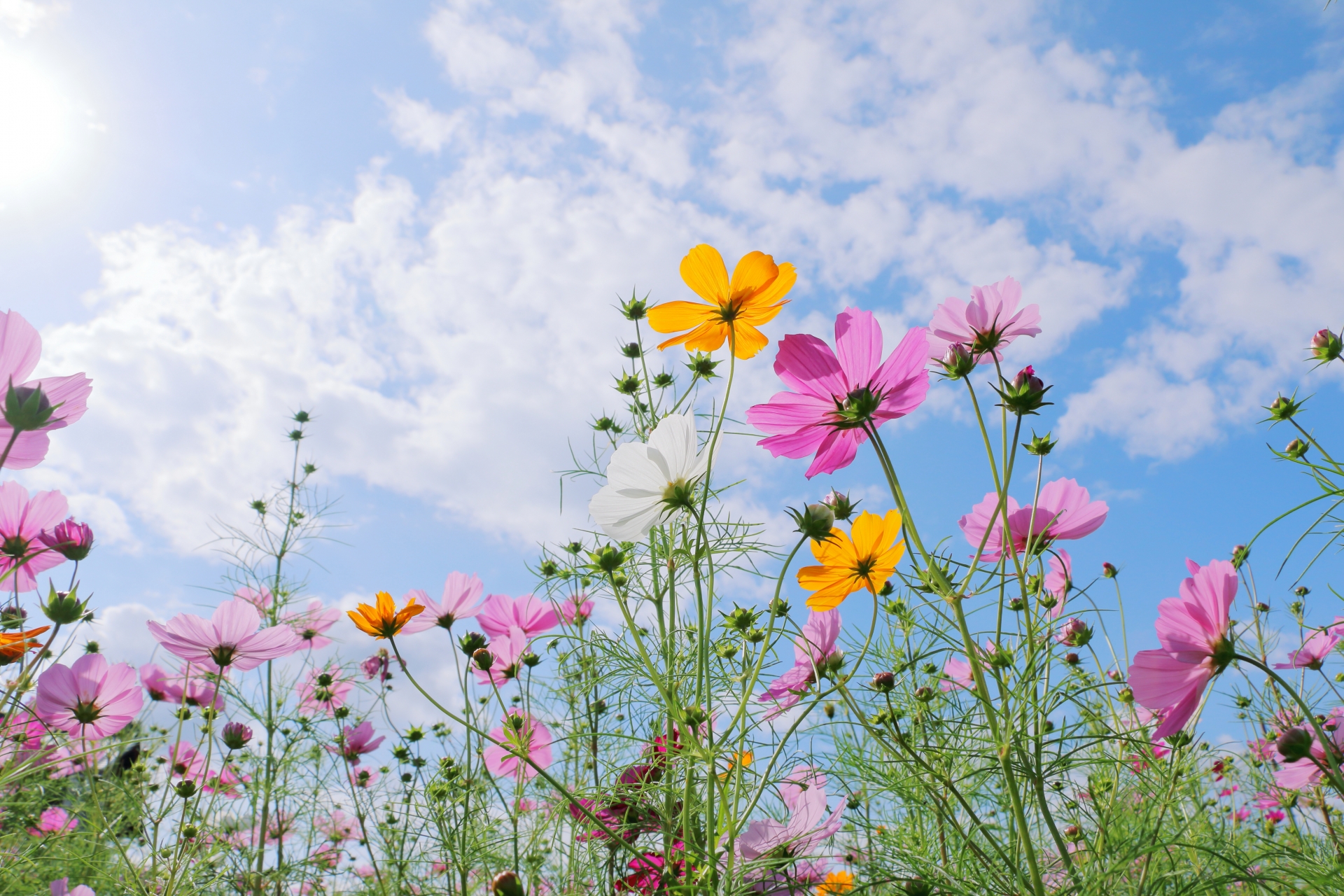 青空と綺麗な花