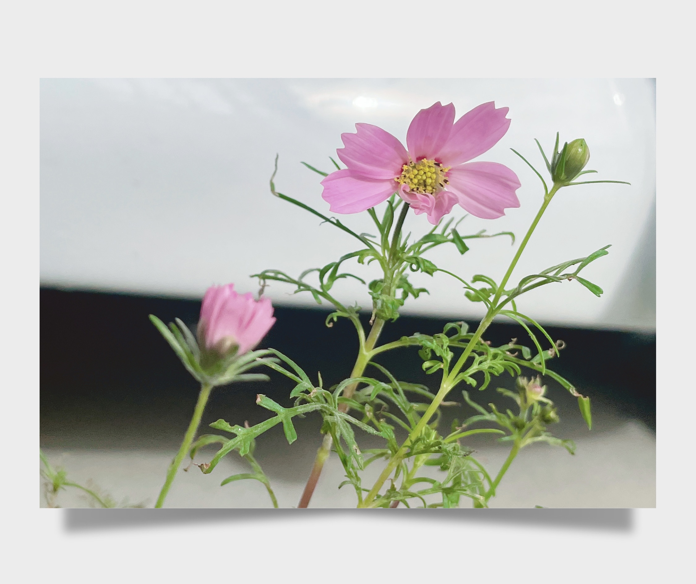 お花が咲いたよ🌸